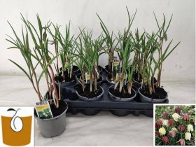 Daugiametė gėlė, margutė, įvairios, vazonėlio skersmuo 9 cm.