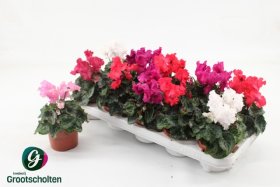 Kambarinis augalas, ciklamenas "Merengue", vazonėlio skersmuo 10 cm.