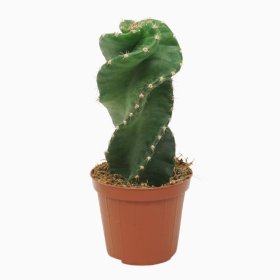 Kambarinis augalas, žydintis kaktusas, vazonėlio skersmuo 9 cm.