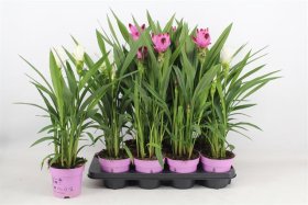 Kambarinis augalas, ciberžolė, įvairios, vazonėlio skersmuo 14 cm.