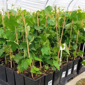 Vaiskrūmis, vynmedis, aukštis 100-150 cm., vazonas 5 l.