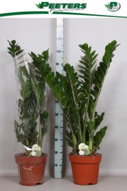 Kambarinis augalas, zamiokulkas, vazonėlio skersmuo 24 cm.