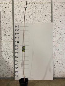 Dekoratyvinis medis, klevas "Princeton Gold", vazonėlio skersmuo 21 cm.