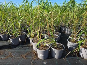 Žolinis augalas, miskantas, vazonėlio skersmuo 19 cm.