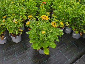 Vienmetė gėlė, rudbekija, vazonas 3 l.