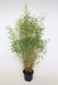 Žolinis augalas, skėtinis bambukaitis "Fresh Green", aukštis 100-125 cm., vazonas 10 l.