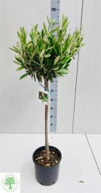 Dekoratyvinis krūmas, alyvmedis, ant stiebo, vazonėlio skersmuo 22 cm.