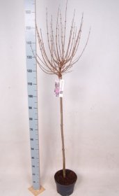 Dekoratyvinis krūmas, alyva, įvairios, aukštis 100 cm., vazonėlio skersmuo 23 cm.