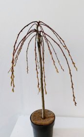 Dekoratyvinis medis, blindė paprastoji "Kilmarnock", vazonėlio skersmuo 19 cm.