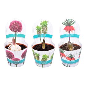 Daugiametė gėlė, lelijiniai augalai, įvairūs, vazonėlio skersmuo 12 cm.