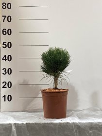 Spygliuotis, pušis "Cabanensis Nana", vazonėlio skersmuo 23 cm.