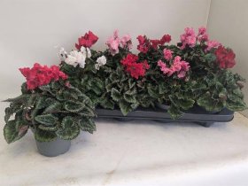 Kambarinis augalas, ciklamenas "Metis Crispi", vazonėlio skersmuo 11 cm.