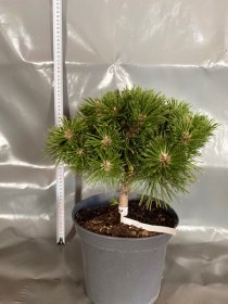 Spygliuotis, kalninė pušis "Benjamin", vazonėlio skersmuo 23 cm.