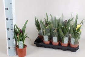 Kambarinis augalas, kalija, vazonėlio skersmuo 12 cm.