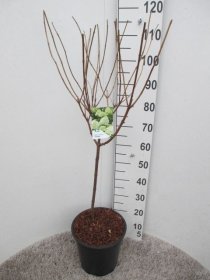 Dekoratyvinis krūmas, šluotelinė hortenzija 'Limelight', ant stiebo, vazonėlio skersmuo 28 cm.