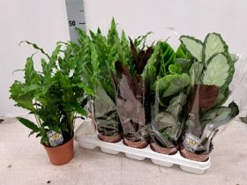 Kambarinis augalas, kalatėja, įvairi, vazonėlio skersmuo 12 cm.