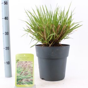 Žolinis augalas, soruolė "Red Head", vazonėlio skersmuo 23 cm.