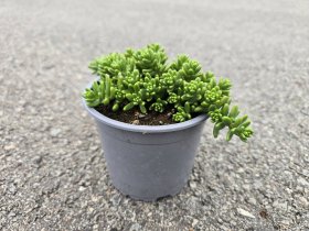 Alpinariumo augalas, šilokas, vazonėlio skersmuo 15 cm.