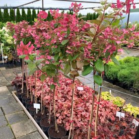 Dekoratyvinis krūmas, šluotelinė hortenzija "Early Sensation", ant stiebo, vazonėlio skersmuo 17 cm.