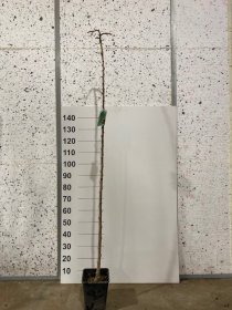 Dekoratyvinis medis, baltasis šilkmedis, vazonėlio skersmuo 23 cm.