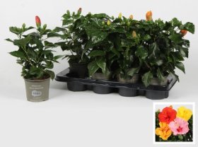 Kambarinis augalas, kinrožė, vazonėlio skersmuo 13 cm.