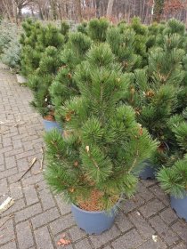 Spygliuotis, pušis baltažievė "Malinki", aukštis 80-100 cm., vazonas 25 l.