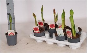 Kambarinis augalas, amarilis, įvairūs, vazonėlio skersmuo 13 cm.