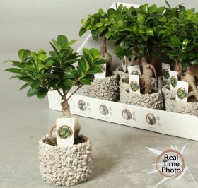 Kambarinis augalas, fikusas (bonsai), vazonėlio skersmuo 11 cm.