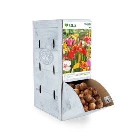 Margosios tigrenės svogūnėlis ASEJA Mix, 1 vnt., 7/9, Rackbox, 14738, (P)