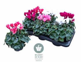 Kambarinis augalas, ciklamenas "Sup Allure", vazonėlio skersmuo 12 cm.