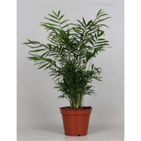 Kambarinis augalas, chamedorėja, vazono skersmuo 17 cm.