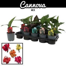 Daugiametė gėlė, kana, vazonėlio skersmuo 12 cm.