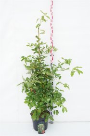 Dekoratyvinis medis, nisa miškinė "Zydeco Twist", aukštis 100-125 cm., vazonas 12 l.