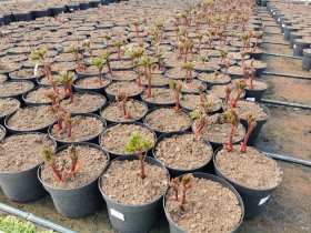 Daugiametė gėlė, bijūnas, vazonas 3 l.