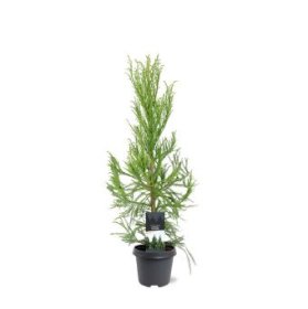 Spygliuotis, kriptomerija japoninė "Kitayama", vazonėlio skersmuo 23 cm.