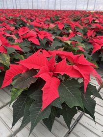 Kambarinis augalas, puansetija, vazonėlio skersmuo 12 cm., Ø40-45 cm (kilmės šalis LT)