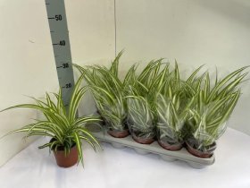 Kambarinis augalas, chlorofitas "Variegatum", vazono skersmuo 12 cm.