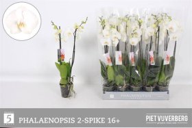 Kambarinis augalas, orchidėja, baltos sp., vazonėlio skersmuo 12 cm.