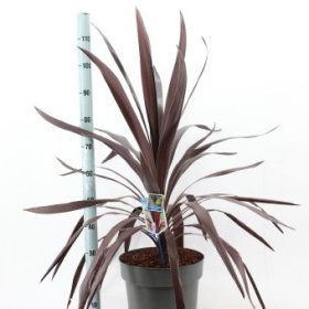 Žolinis augalas, kordilina "Albatross", vazono skersmuo 32 cm.