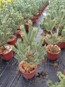 Spygliuotis, pušis paprastoji "Watereri", vazonėlio skersmuo 28 cm.