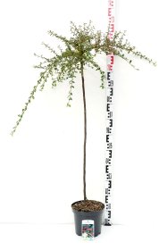 Dekoratyvinis krūmas, kaulenis švedinis "Coral Beauty", ant stiebo, aukštis 80 cm., vazonas 4 l.