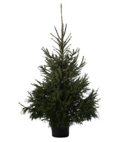 Vazone auginta paprastoji eglė (Picea abies), aukštis 60 - 80 cm.