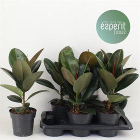 Kambarinis augalas, fikusas "Robusta", vazonėlio skersmuo 17 cm.