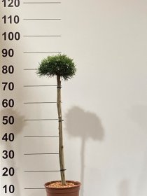 Spygliuotis, pušis "Jursa", ant stiebo, vazonėlio skersmuo 22 cm.