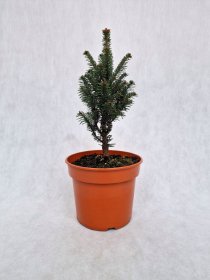 Spygliuotis, kėnis europinis "Fastigiata", vazonėlio skersmuo 19 cm.