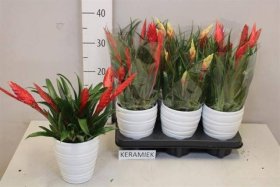 Kambarinis augalas, vriezija, keraminiame vazonėlyje, vazonėlio skersmuo 12 cm.