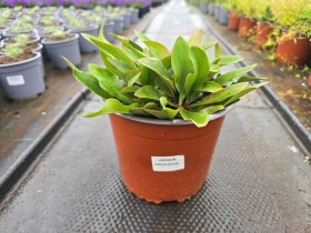 Daugiametė gėlė, kermėkas, vazonėlio skersmuo 19 cm.