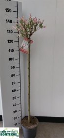 Dekoratyvinis medis, gluosnis "Flamingo", vazonėlio skersmuo 23 cm.