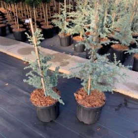 Spygliuotis, libano kedras "Saphire Nymph", vazonėlio skersmuo 24 cm.