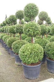 Spygliuotis, tuja vakarinė "Brabant", aukštis 150-175 cm., vazonas 130 l.